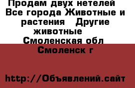 Продам двух нетелей - Все города Животные и растения » Другие животные   . Смоленская обл.,Смоленск г.